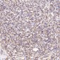 Anti-CD19 Rabbit Monoclonal Antibody